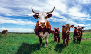 livestock