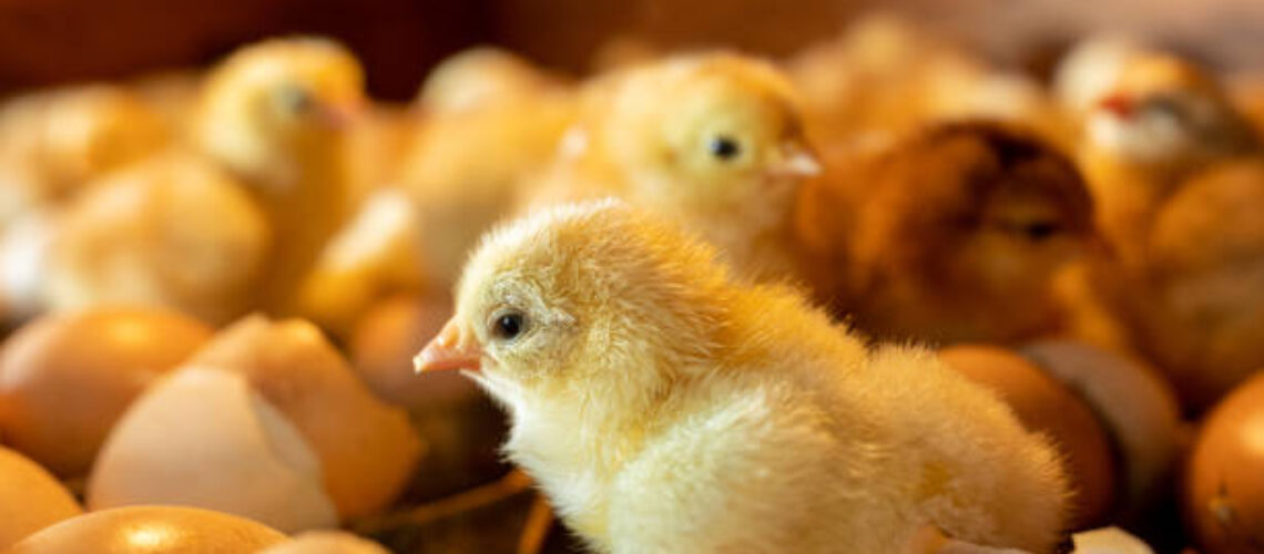 Close up of small cute newborn chick, just hatched in incubator