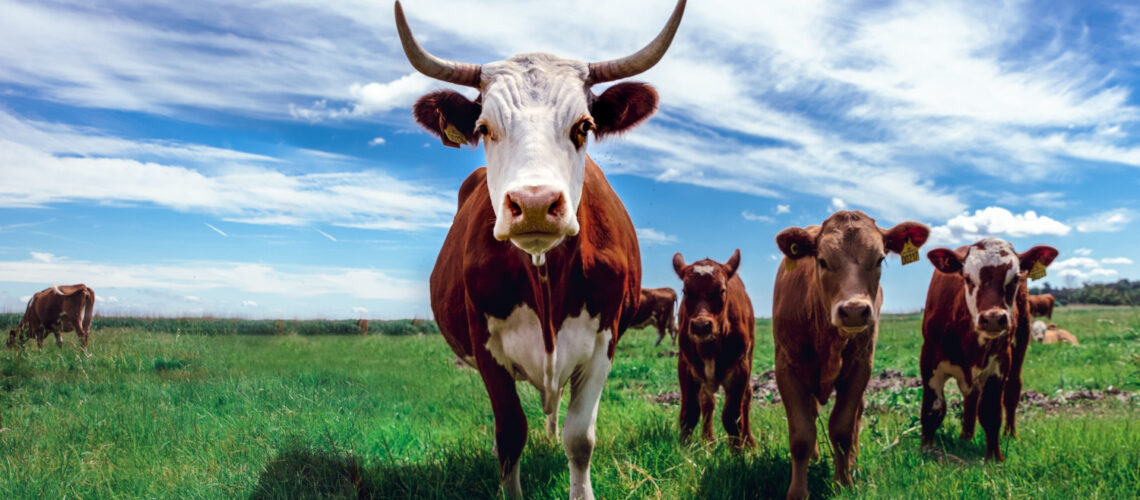livestock